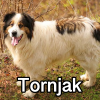Untitled24320250629231150 — AKC Dog Breeds (Labeled) option 271
