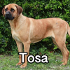 Untitled24320250629231154 — AKC Dog Breeds (Labeled) option 272
