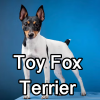 Untitled24320250629231158 — AKC Dog Breeds (Labeled) option 273