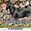 Untitled24320250629231200 — AKC Dog Breeds (Labeled) option 274