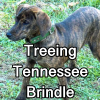 Untitled24320250629231204 — AKC Dog Breeds (Labeled) option 275
