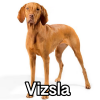 Untitled24320250629231211 — AKC Dog Breeds (Labeled) option 277