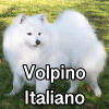 Untitled24320250629231215 — AKC Dog Breeds (Labeled) option 278