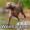 Untitled24320250629231219 — AKC Dog Breeds (Labeled) option 279