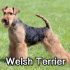 Untitled24320250629231226 — AKC Dog Breeds (Labeled) option 281