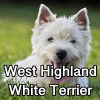 Untitled24320250629231230 — AKC Dog Breeds (Labeled) option 282