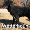 Untitled24320250629231233 — AKC Dog Breeds (Labeled) option 283