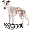Untitled24320250629231237 — AKC Dog Breeds (Labeled) option 284