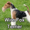 Untitled24320250629231240 — AKC Dog Breeds (Labeled) option 285