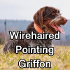 Untitled24320250629231243 — AKC Dog Breeds (Labeled) option 286