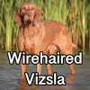 Untitled24320250629231246 — AKC Dog Breeds (Labeled) option 287