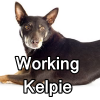 Untitled24320250629231250 — AKC Dog Breeds (Labeled) option 288