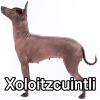 Untitled24320250629231254 — AKC Dog Breeds (Labeled) option 289