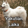 Untitled24320250629231259 — AKC Dog Breeds (Labeled) option 290
