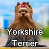 Untitled24320250629231303 — AKC Dog Breeds (Labeled) option 291