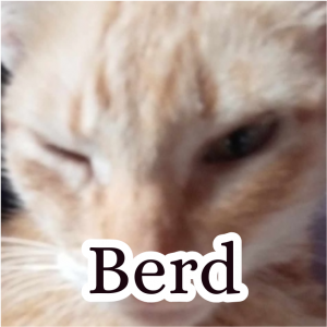 Zzzzz 1755931954berd — Schlatt Community Discord ^_^ option 3