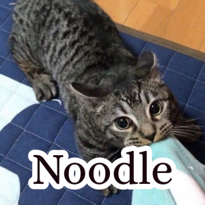 Zzzzz 1755931957noodle — Schlatt Community Discord ^_^ option 34