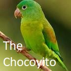 Thechocoyito — The Ultimate SoFIFA Tierlist (2020-2026) option 165