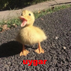 Uygar — The Ultimate SoFIFA Tierlist (2020-2026) option 173