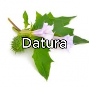 Datura — Tierlist drogues option 31