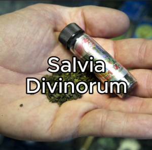 Salvia — Tierlist drogues option 30