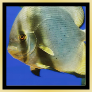 Batfish 1 — Planet Zoo 2 Animals option 136