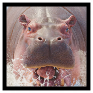 Commhippo — Planet Zoo 2 Animals option 29