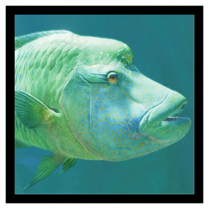 Humpheadwrasse — Planet Zoo 2 Animals option 65