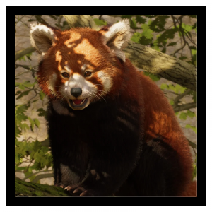 Redpanda — Planet Zoo 2 Animals option 98