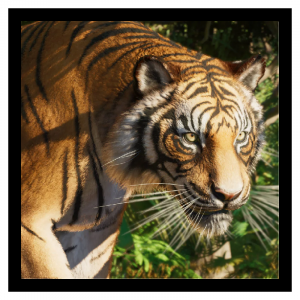 Zzzzz 1783396844sumatra — Planet Zoo 2 Animals option 116
