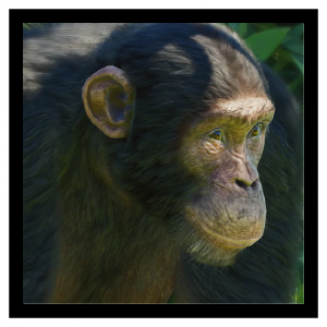 Zzzzz 1783396844westchimp — Planet Zoo 2 Animals option 123