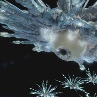Atraxi — Doctor Who Monsters/Aliens/Villains option 491