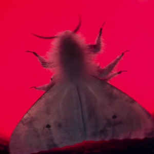 Flesh Moth — Doctor Who Monsters/Aliens/Villains option 651