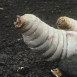 Zzzzz 1748446014giant Maggots — Doctor Who Monsters/Aliens/Villains option 135