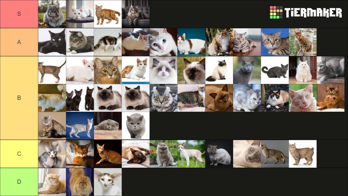 Cat Breeds Tier List Rankings) TierMaker