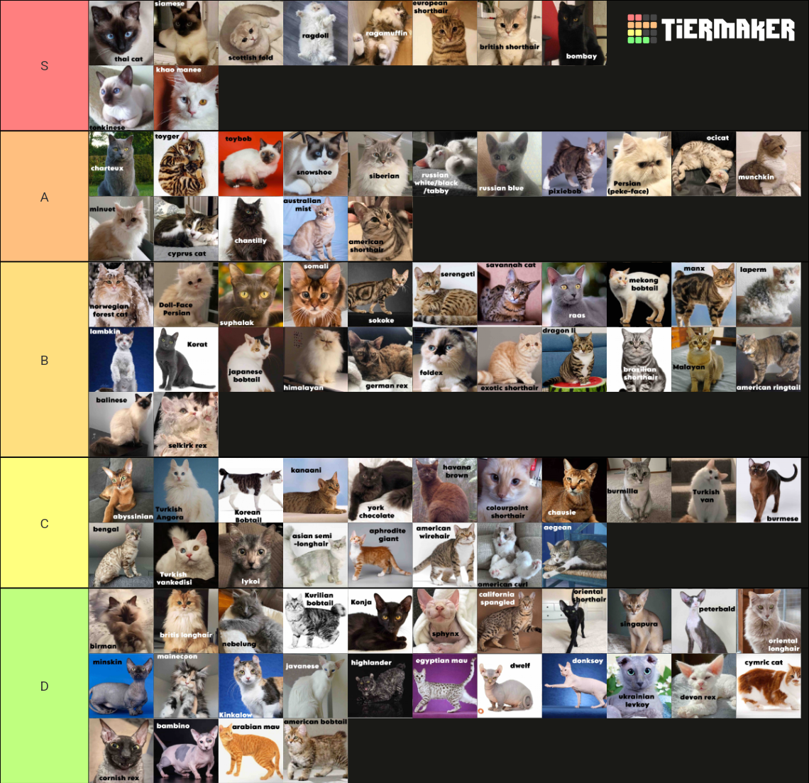 ALL 95 CAT BREEDS (TRUE LIST) Tier List Rankings) TierMaker