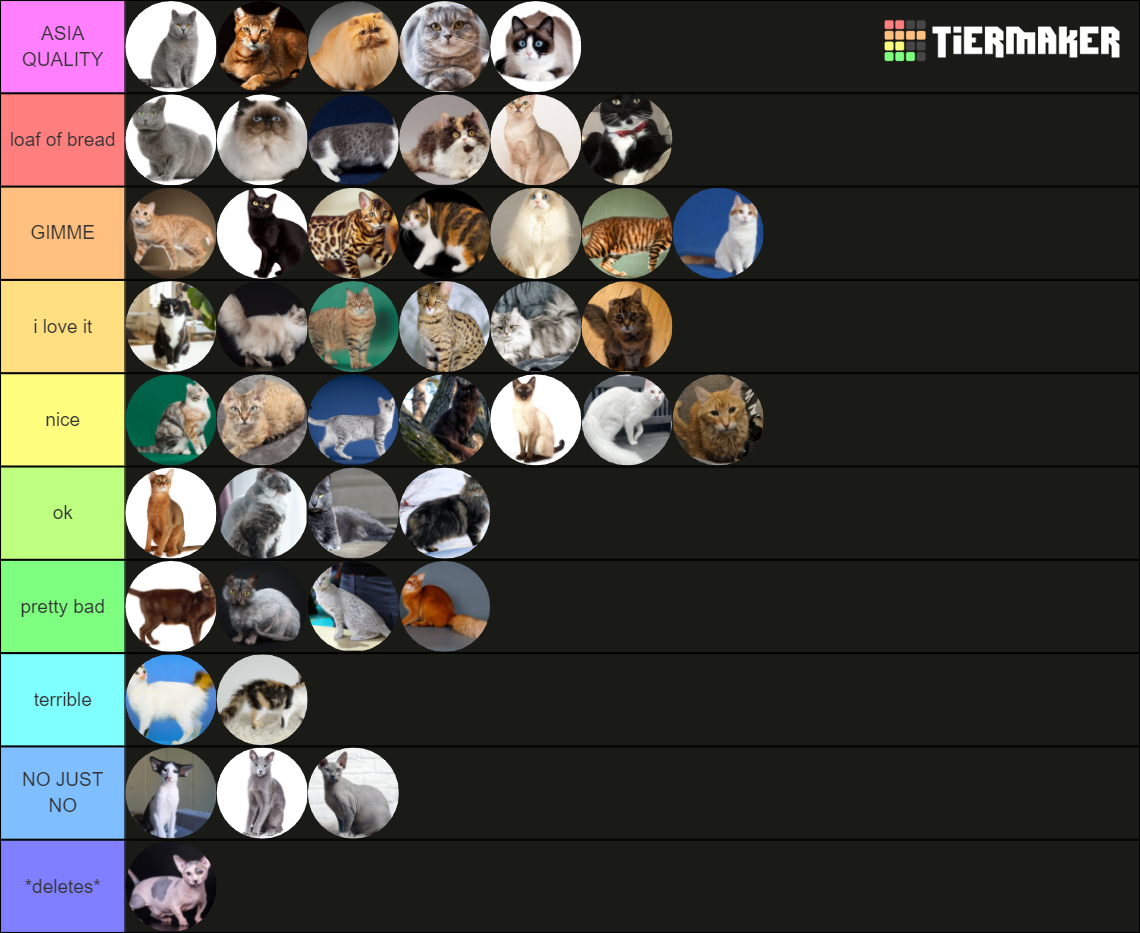 The Ultimate Cat Breed Tier List Rankings) TierMaker
