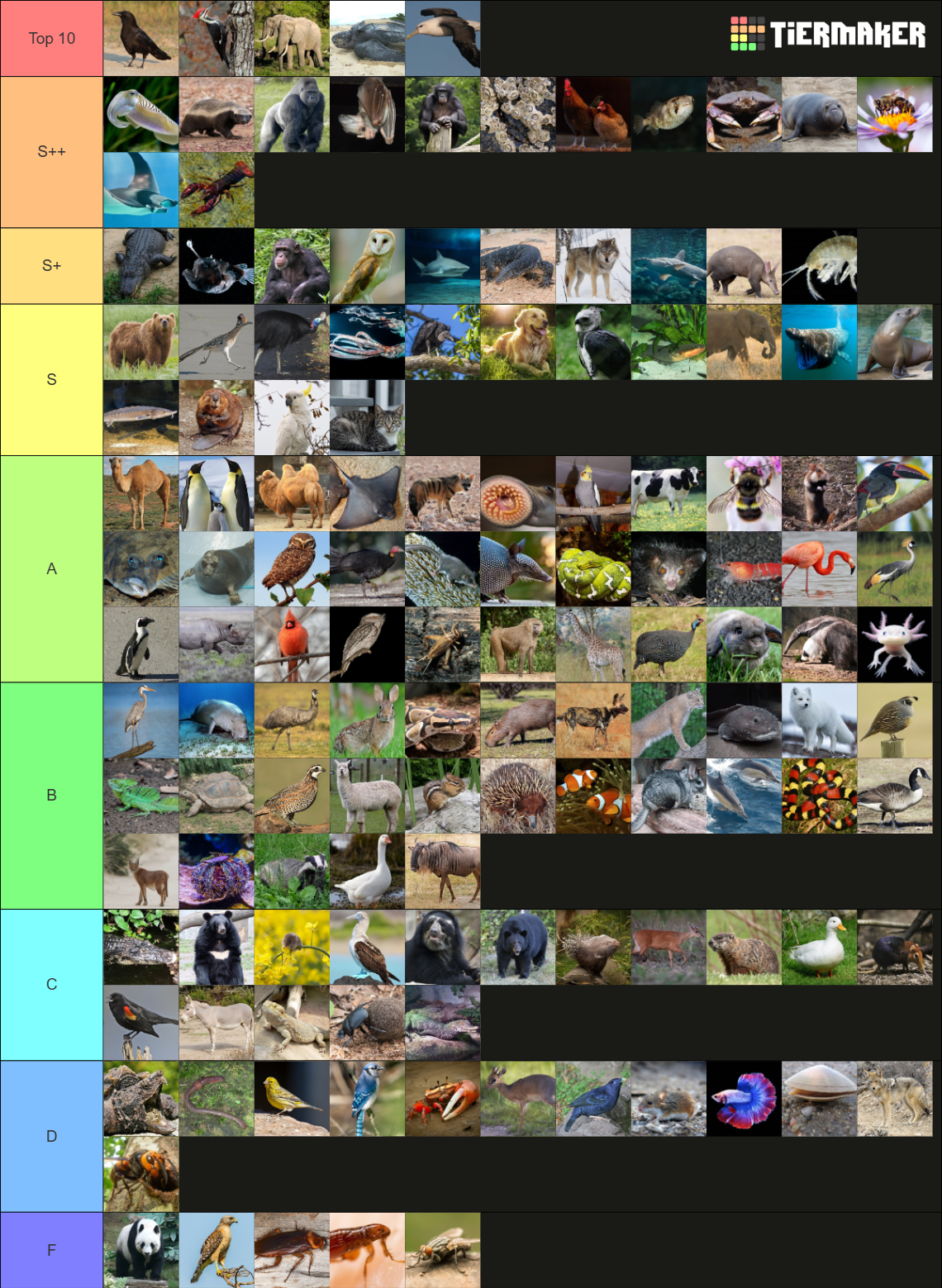 Diversity of Animalia (1,300+ Animals!) Tier List (Community Rankings ...