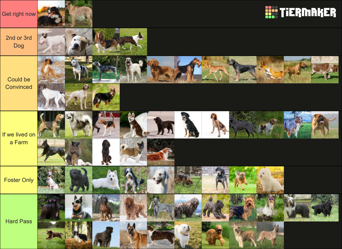 Every Official Dog Breed From AKC Tier List Rankings