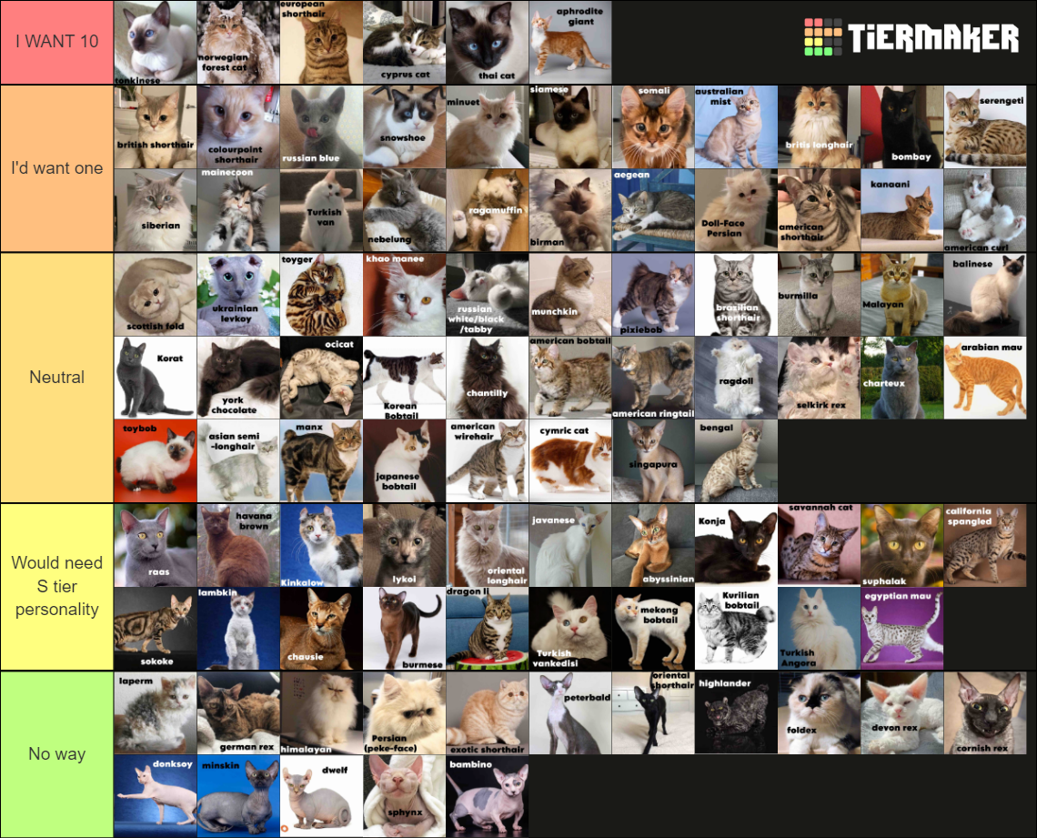 ALL 95 CAT BREEDS (TRUE LIST) Tier List Rankings) TierMaker