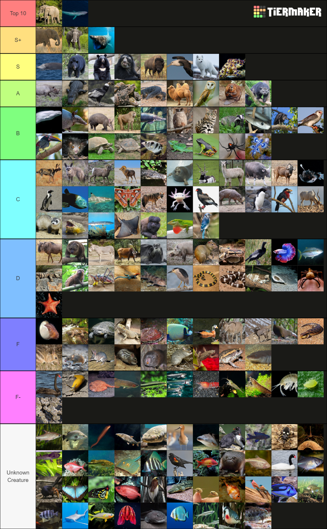 Diversity of Animalia (1,300+ Animals!) Tier List (Community Rankings ...