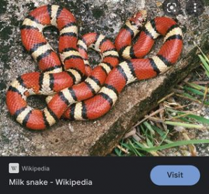 Black milk snake - Wikipedia