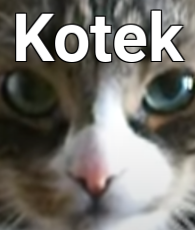 Kotek - one of floppa's many friends