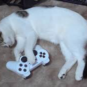 Catcilia — DS3 PvP Players option 10