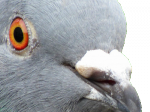 1529173998 Pigeon2 — Celestin à Poudlard option 43