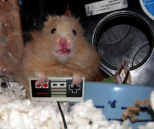 Hamster kombat морзе 17