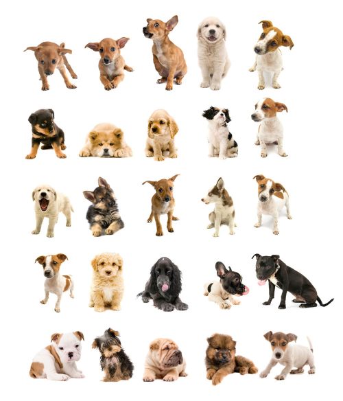 The Dog Tier List 