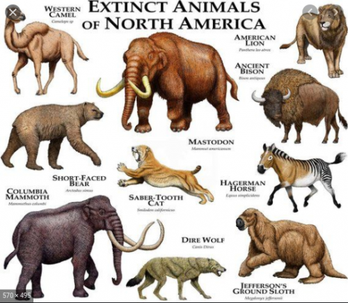 Create a Extinct Megafauna of North America Tier List - TierMaker