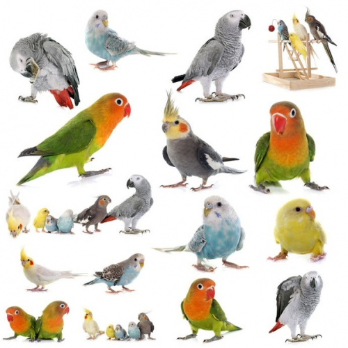 Create a Pet birds Parrots Tier List - TierMaker