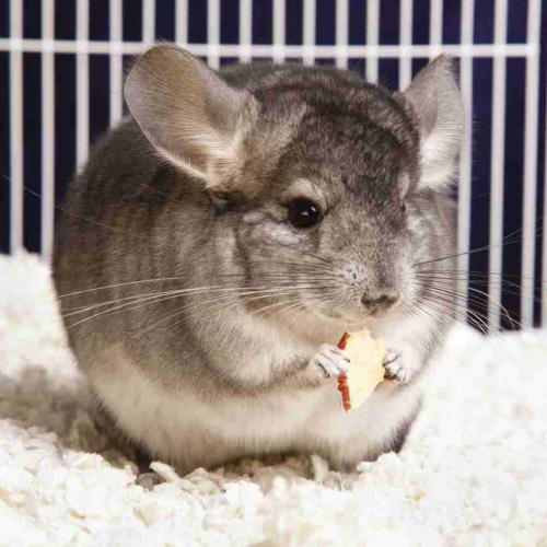 planet-zoo-species-tier-list-community-rankings-tiermaker